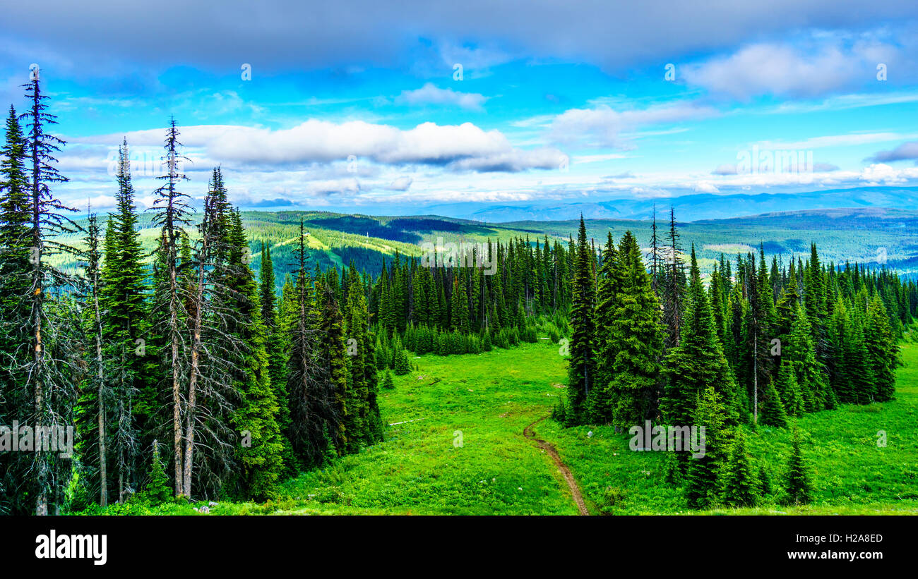 Alpine Forest High Resolution Stock Photography and Images Alamy
