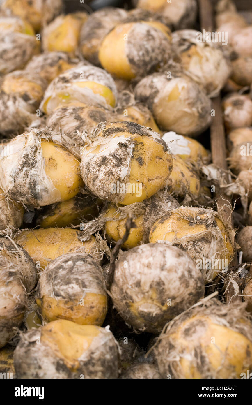 Allium 'Mount Everest' bulbs. Stock Photo