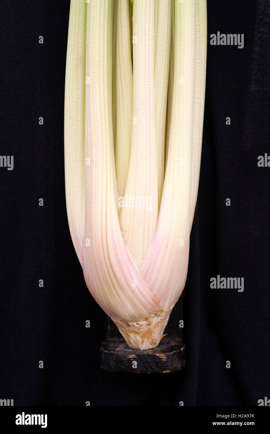 Celery on display at an Autumn Show. Stock Photo