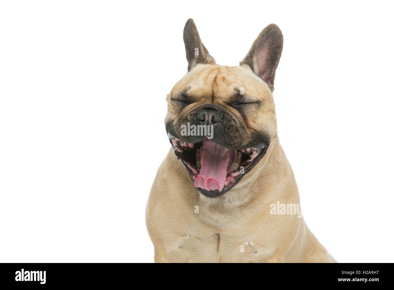 Beautiful french bulldog dog Stock Photo Alamy