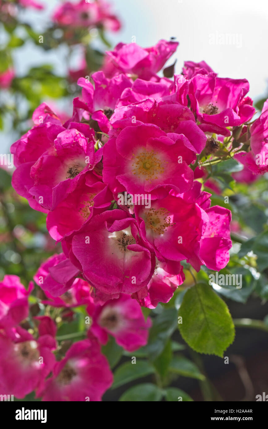 Rose 'American Pillar' with pink flowers growing over a wooden rose arch, Berkshire, June Stock Photo