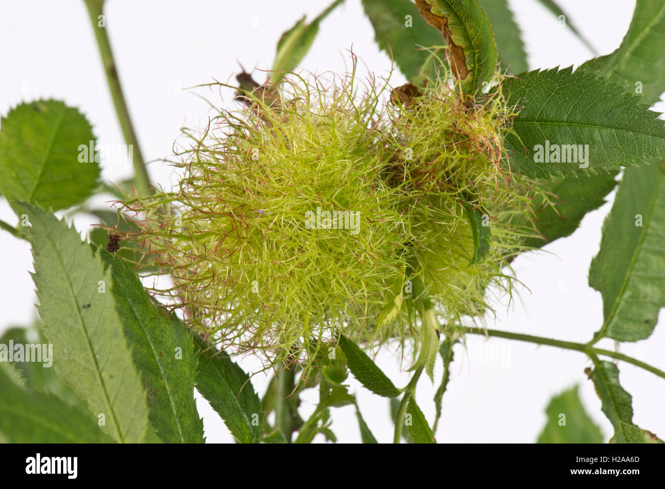 Robin's pincushion or bedeguar gall wasp, Diplolepsis rosae,  gall on rose stem and leaves, Berkshire, July Stock Photo