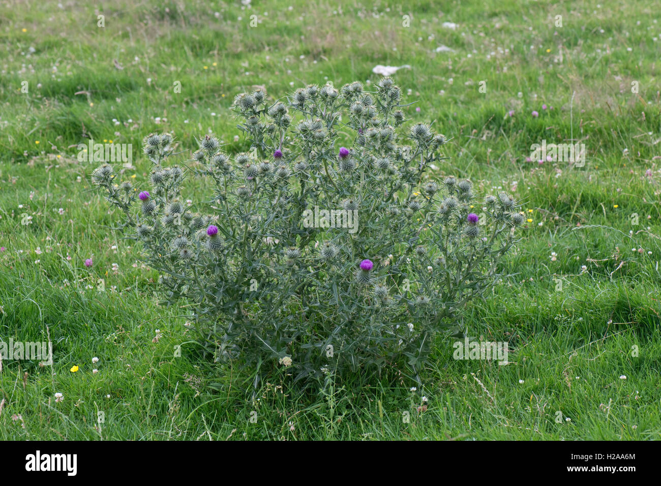 A flowering spear thistle, Cirsium vulgare, a weed of pasture and grassland, Berkshire, July Stock Photo