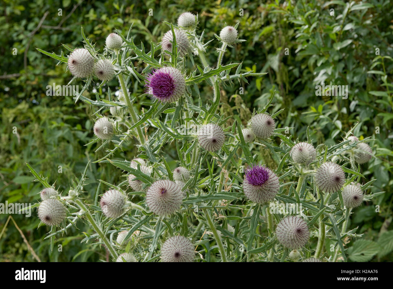 Flowers of large woolly thistle, Cirsium eriophorum, growing on downland, West Berkshire, July Stock Photo
