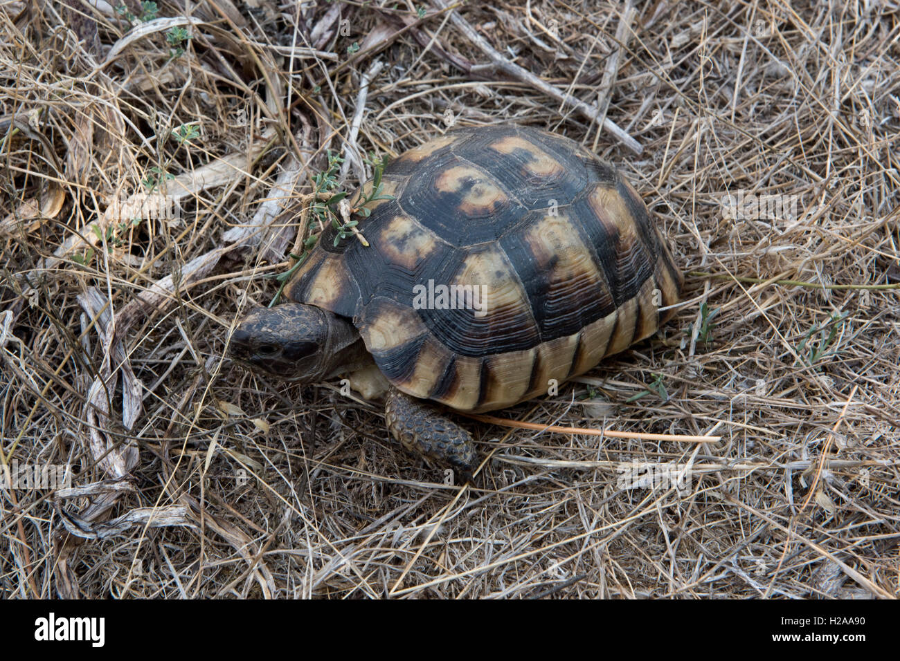A Sardinian marginated tortoise, Testudo marginata, small adult on coastal wasteland, Sardinia, September Stock Photo
