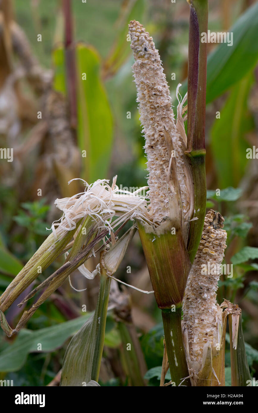 Brown rat damage to sweetcorn cobs on the plant shortly after ripening