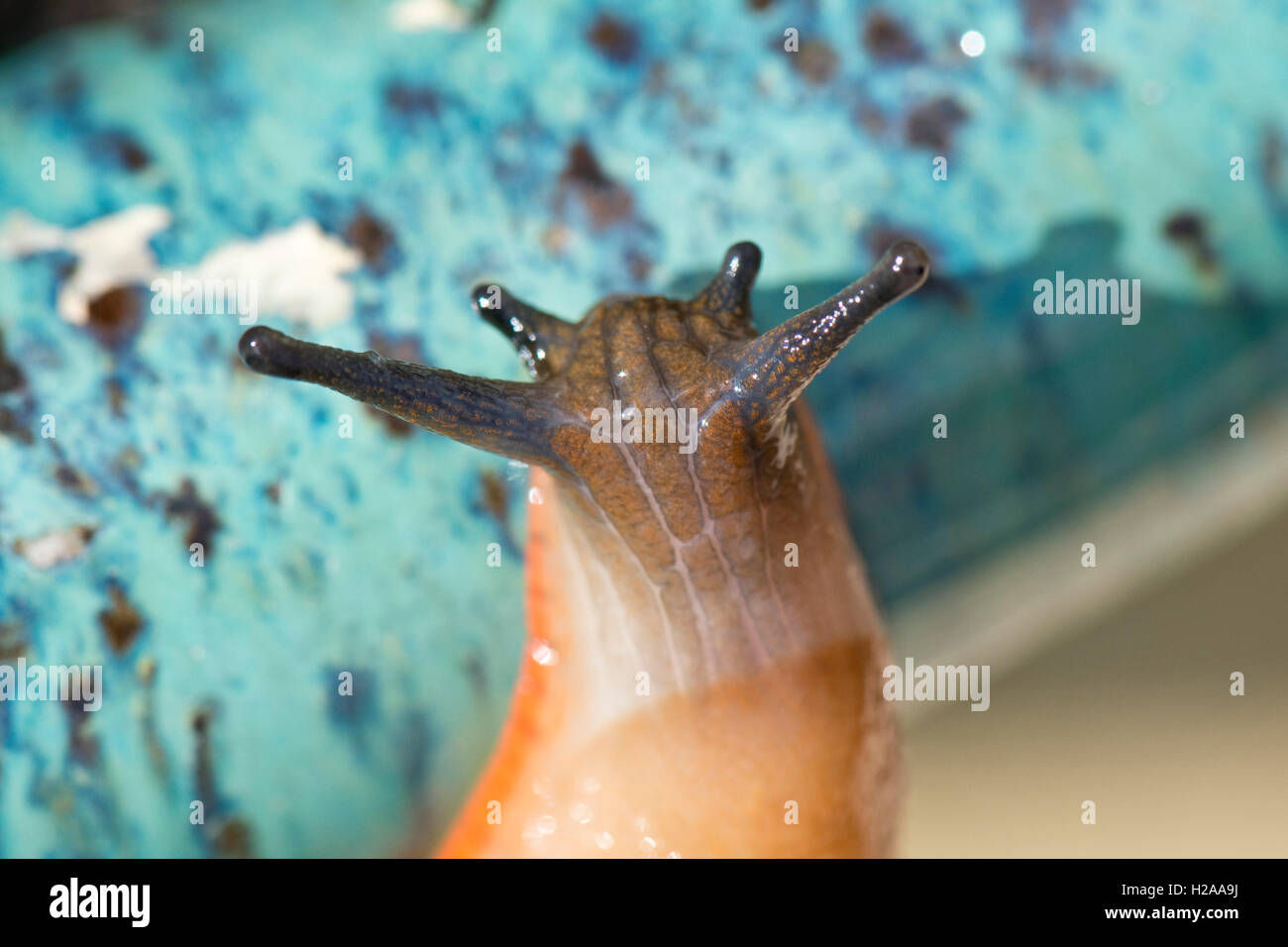 Spanish slug, Arion vulgaris, beige with orange skirt, head  with extended antennae on blue ceramic pot Stock Photo