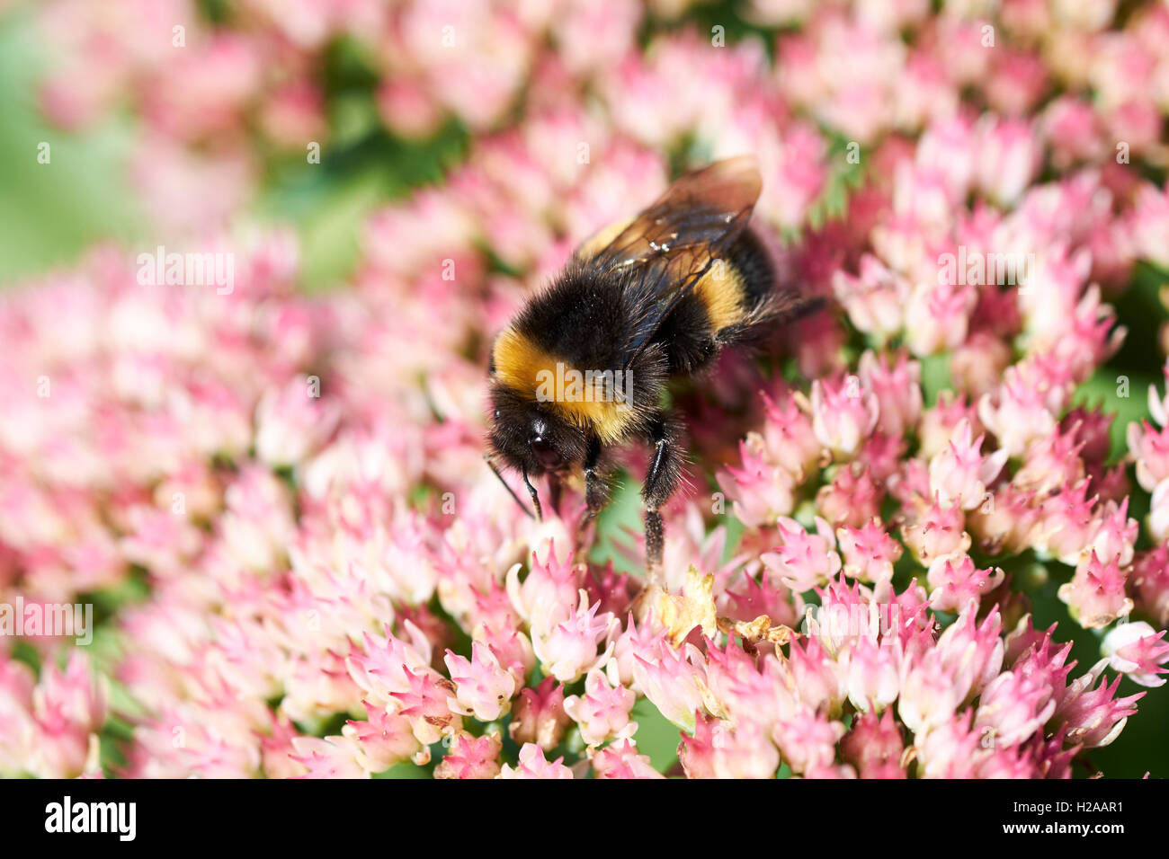 Buff-Tailed Bumble Bee (Bombus terrestris) collecting nectar from summer garden flowers. Stock Photo