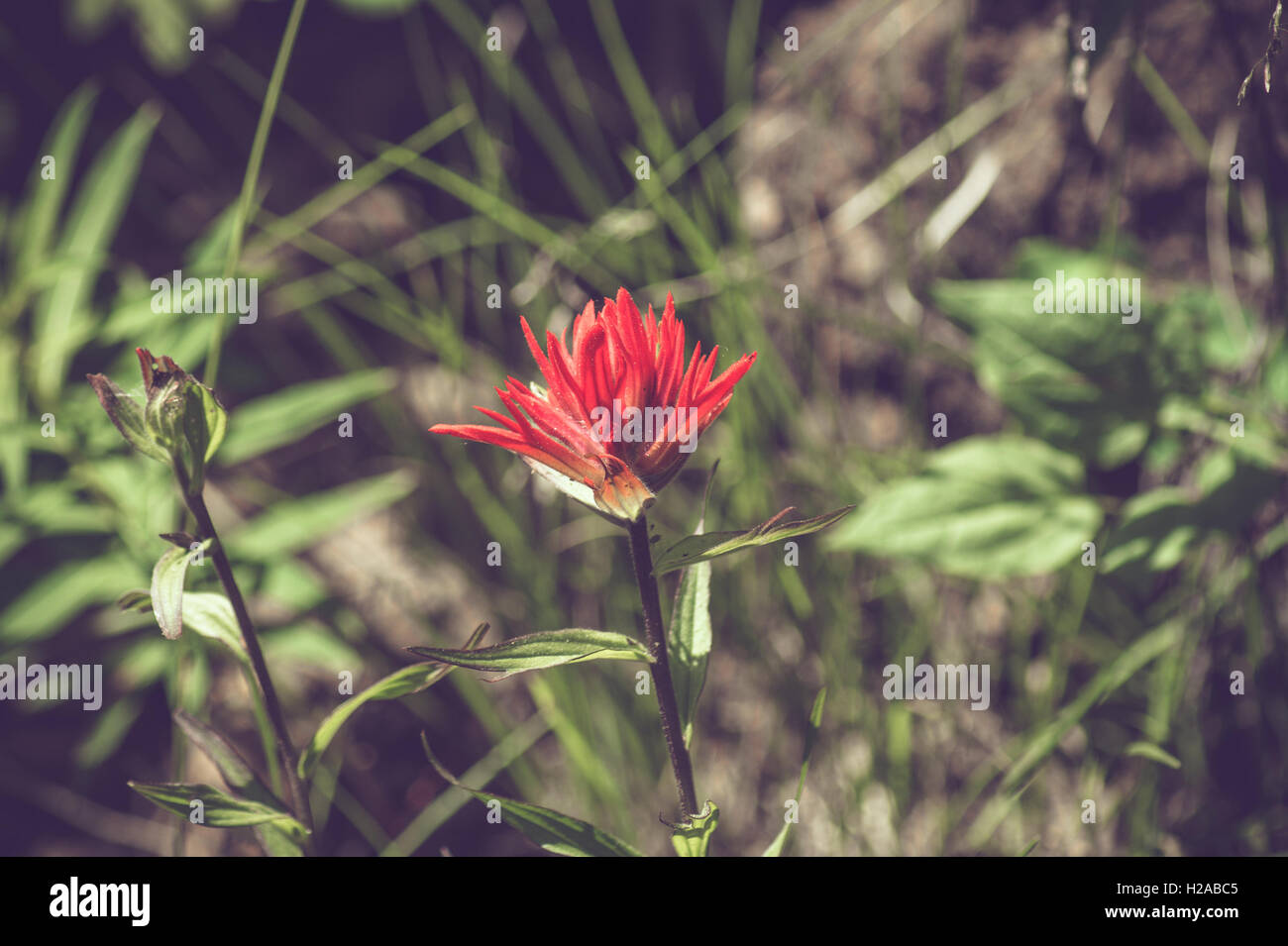 Indian Paintbrush flower on a field in Wyoming Stock Photo Alamy