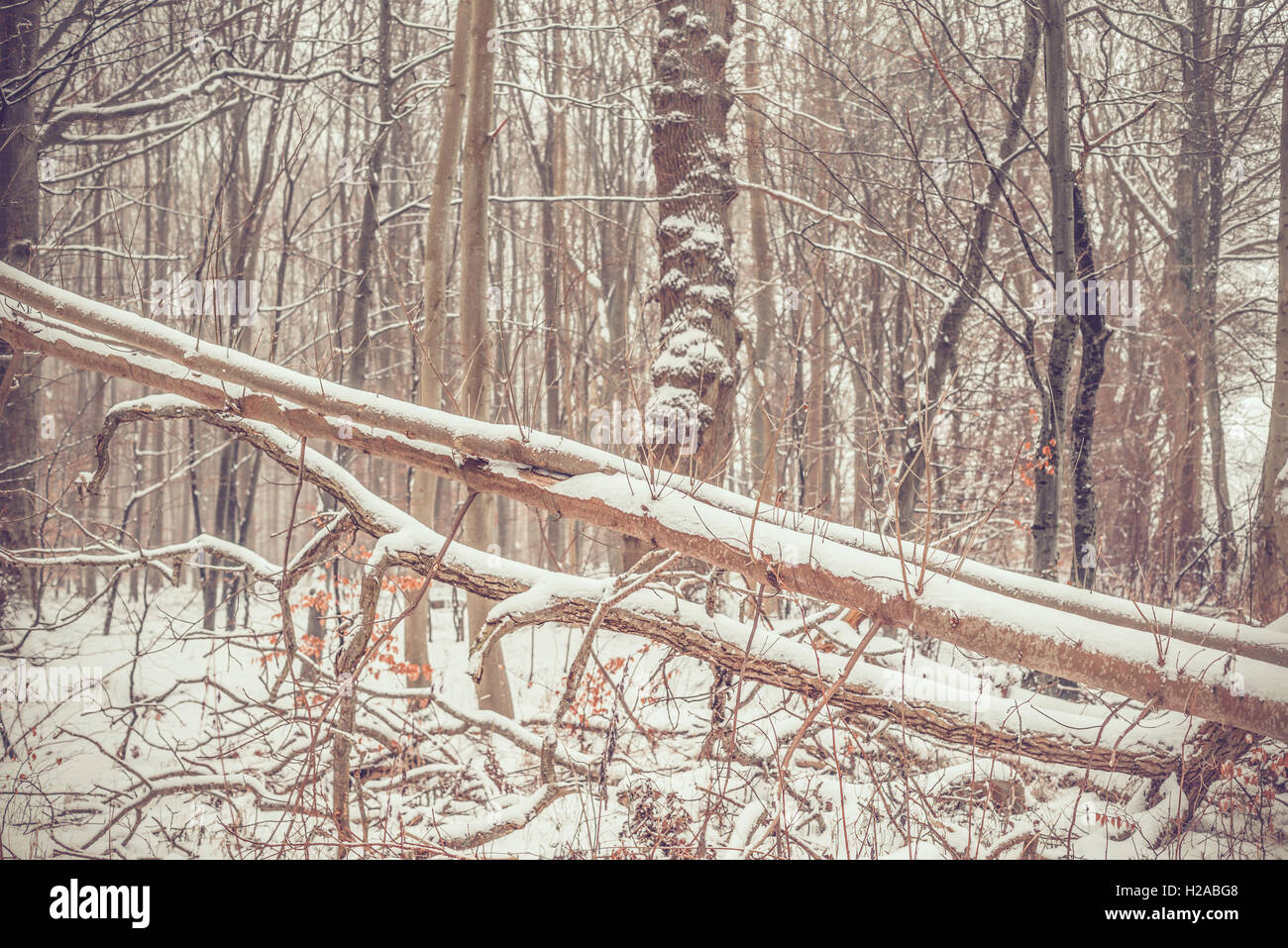 Trees with snow in a forest in january Stock Photo - Alamy