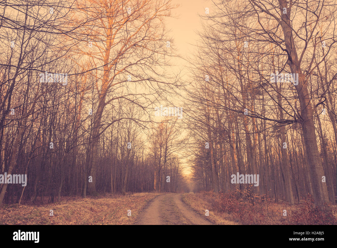 Beautiful morning in the woods hi-res stock photography and images - Alamy