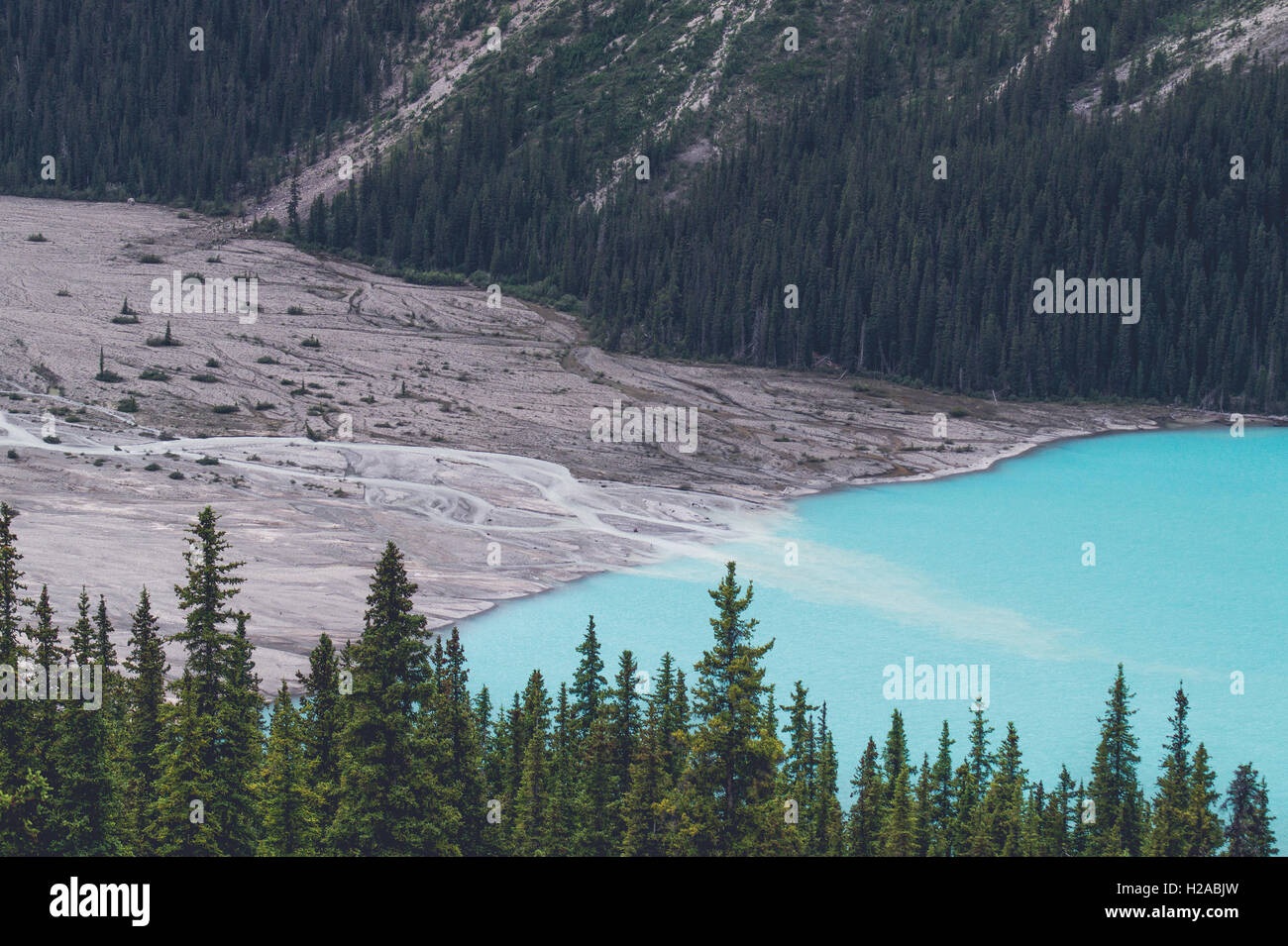 Pine trees by a blue lake in the mountains Stock Photo - Alamy