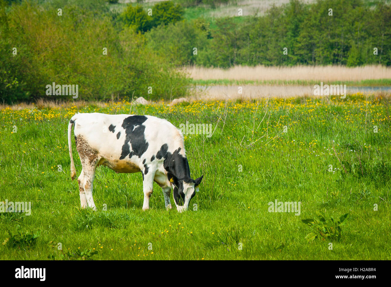 Grazing Holstein Friesian cow on a green field Stock Photo - Alamy