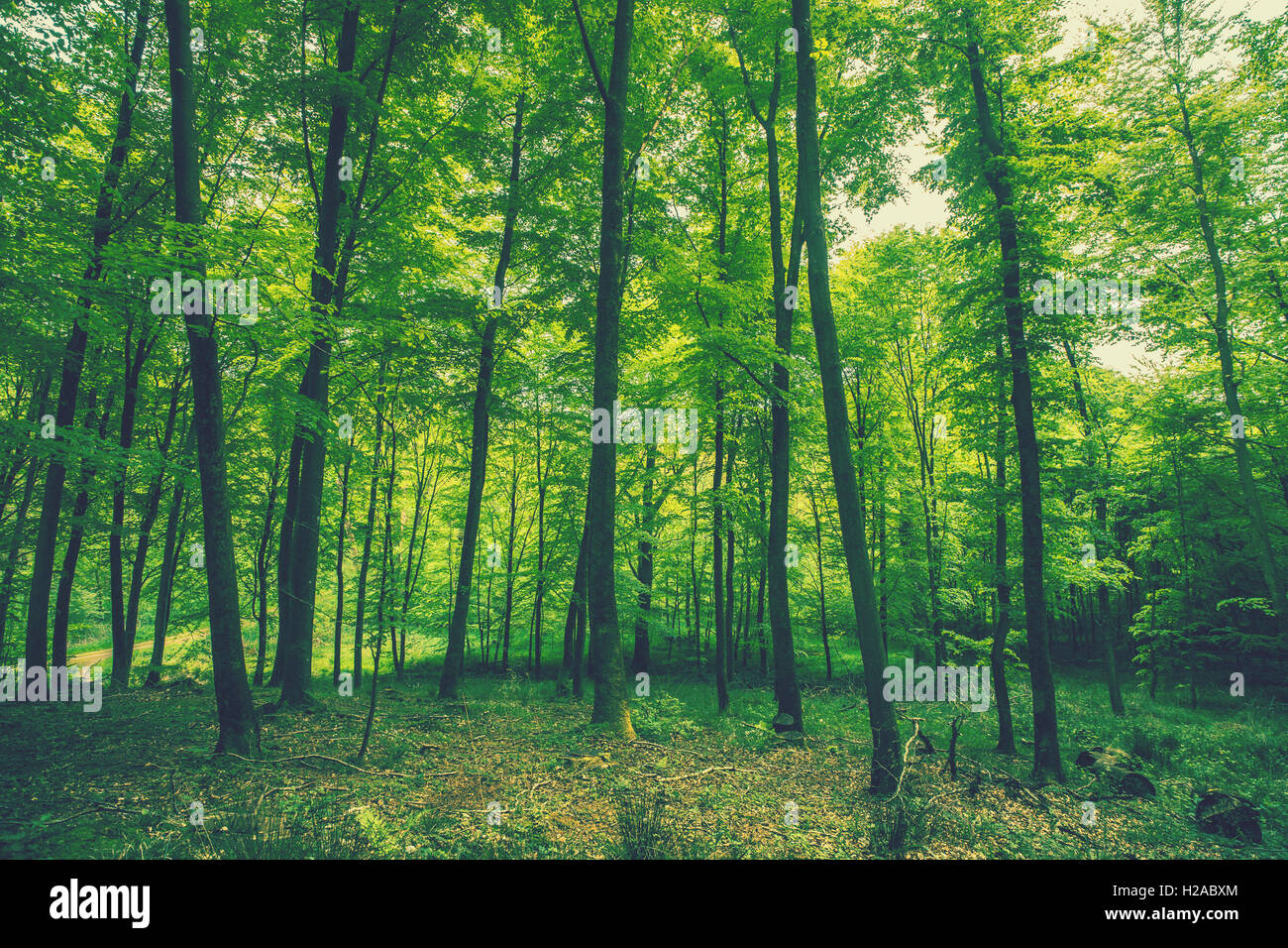 Tall green trees in the woods in the spring Stock Photo - Alamy