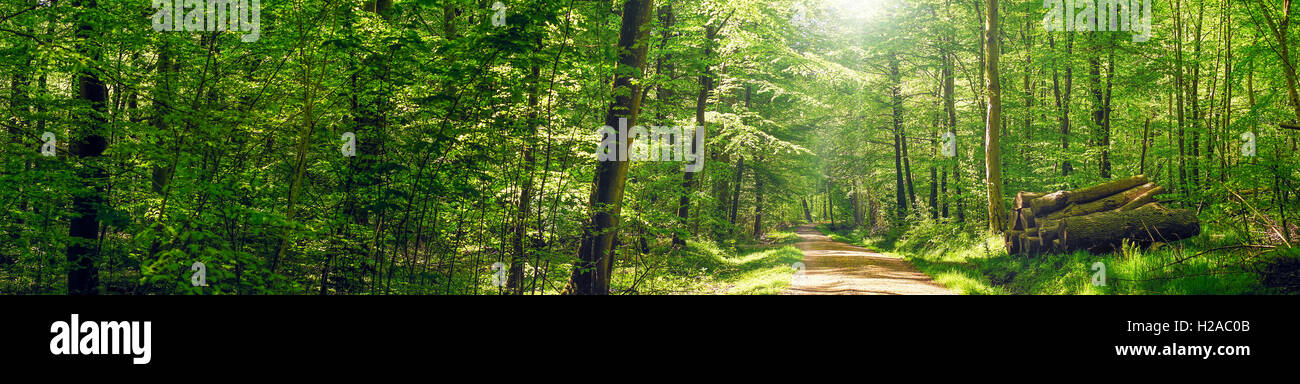 Road going through a green forest in the spring Stock Photo - Alamy