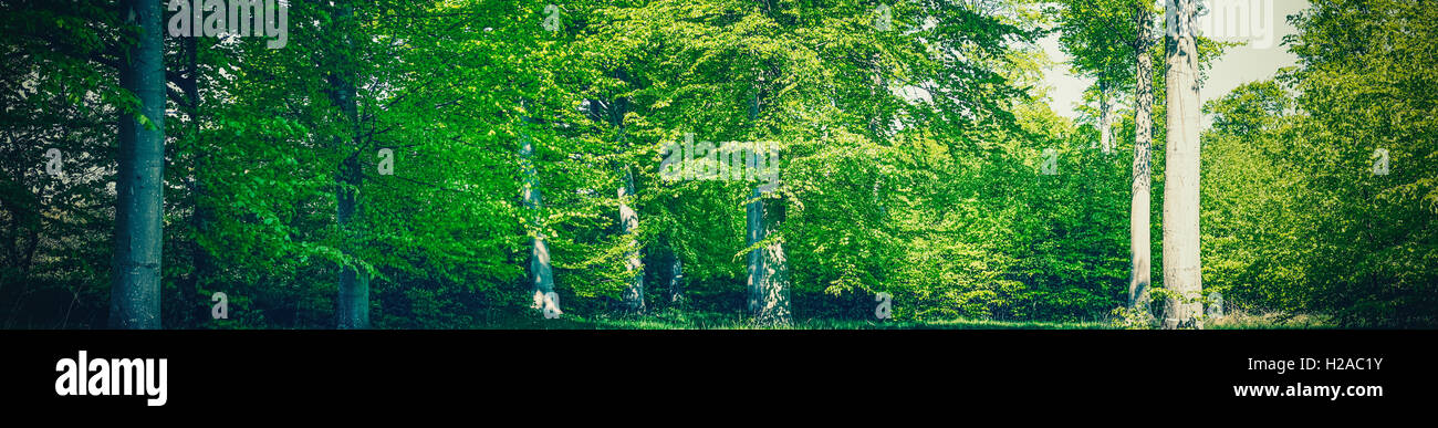 Summer in a green forest in panorama Stock Photo - Alamy