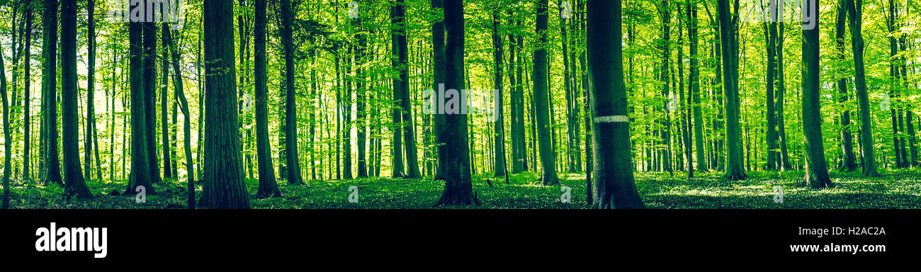 Tree silhouettes in a green forest panorama scenery Stock Photo - Alamy