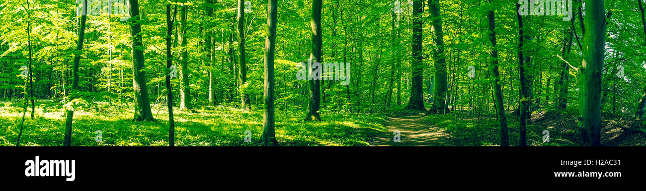 Beautiful green forest scenery in panorama in the summer Stock Photo ...