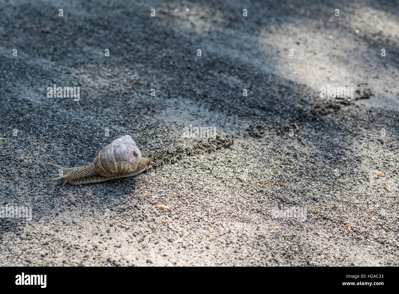 Lonely snail leaving a track in gravel Stock Photo