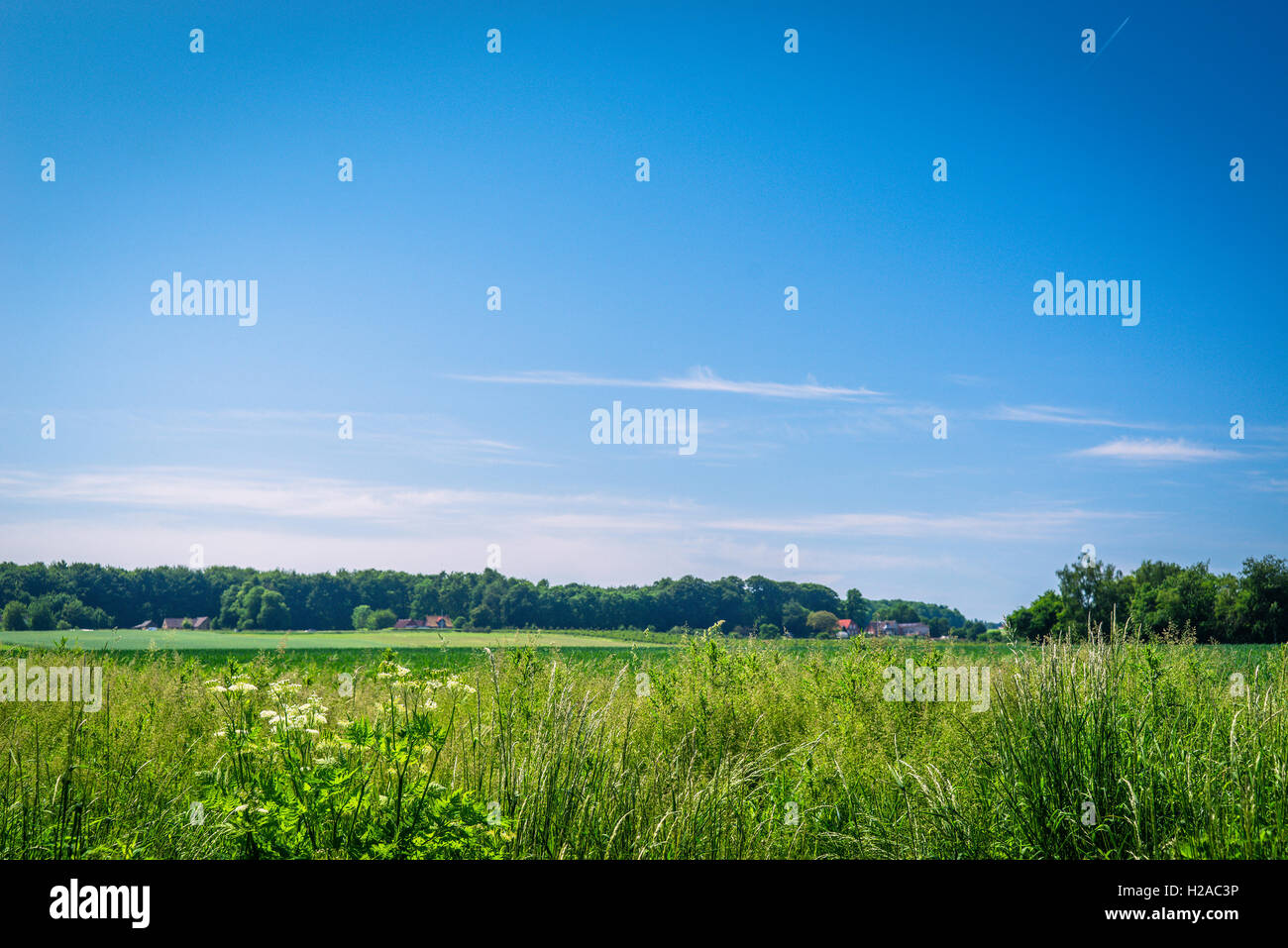 Summer landscape with rural fields in blue sky Stock Photo - Alamy