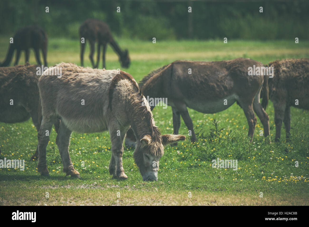 Donkeys grazing on a green meadow in the summer Stock Photo - Alamy