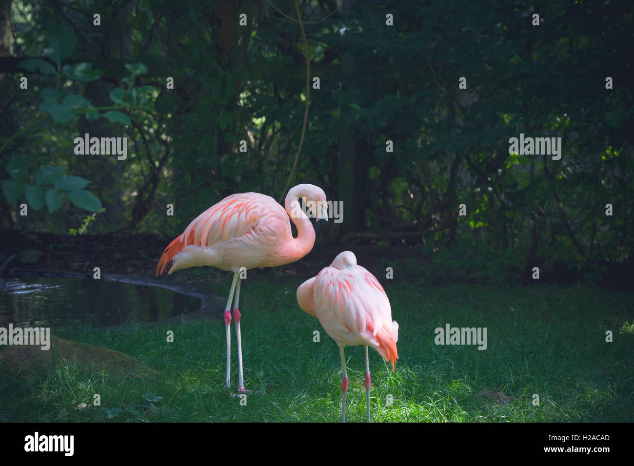 Two flamingos in a jungle with green plants Stock Photo Alamy