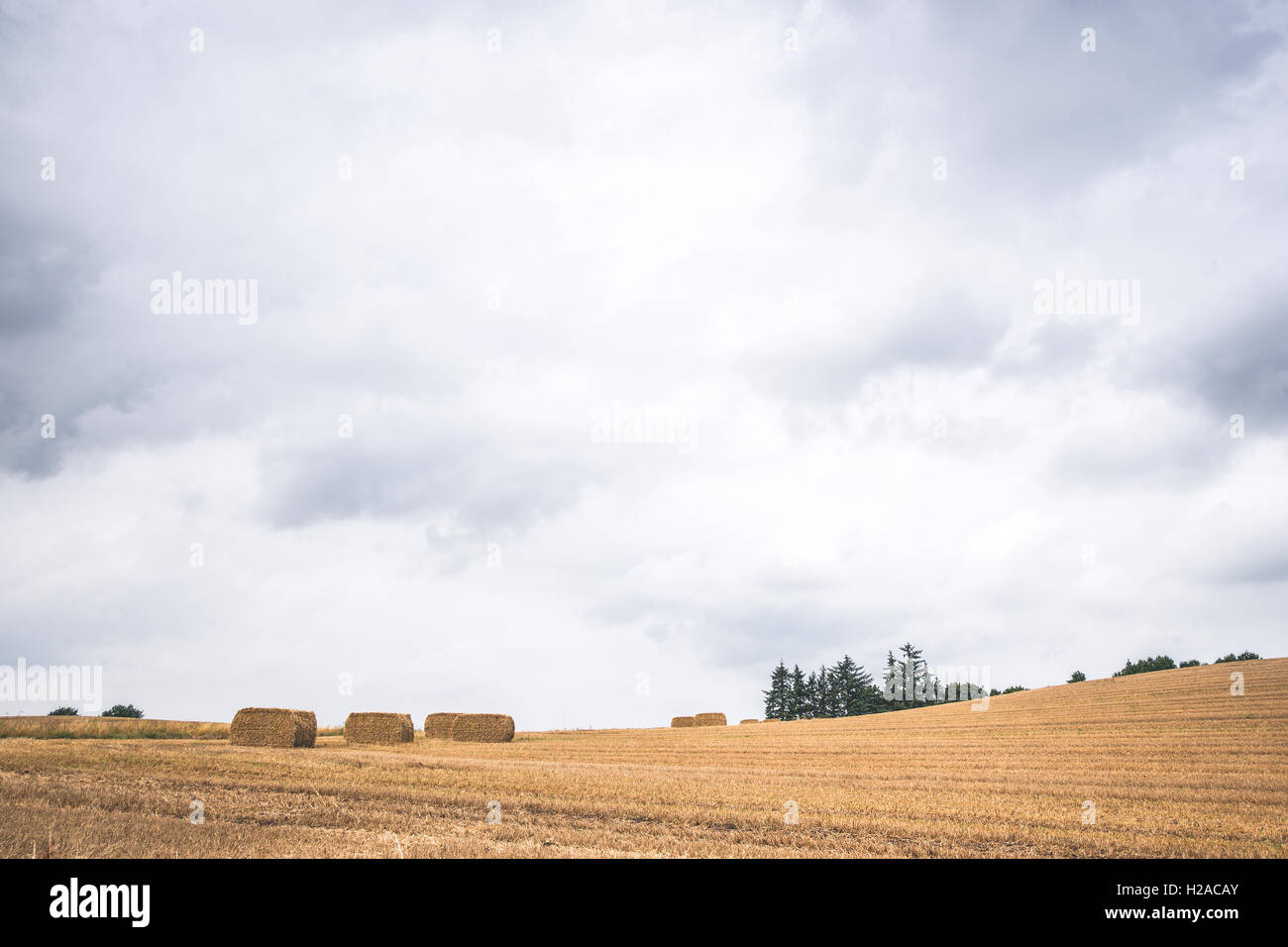 Hay bales on a dry field after harvest Stock Photo - Alamy