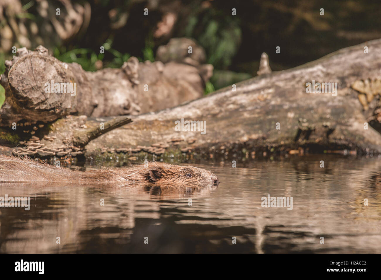 Beaver swimming in a lake in Canada in the summer Stock Photo