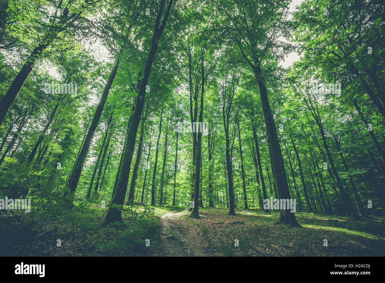Trees in the forest with green leaves in the spring Stock Photo - Alamy