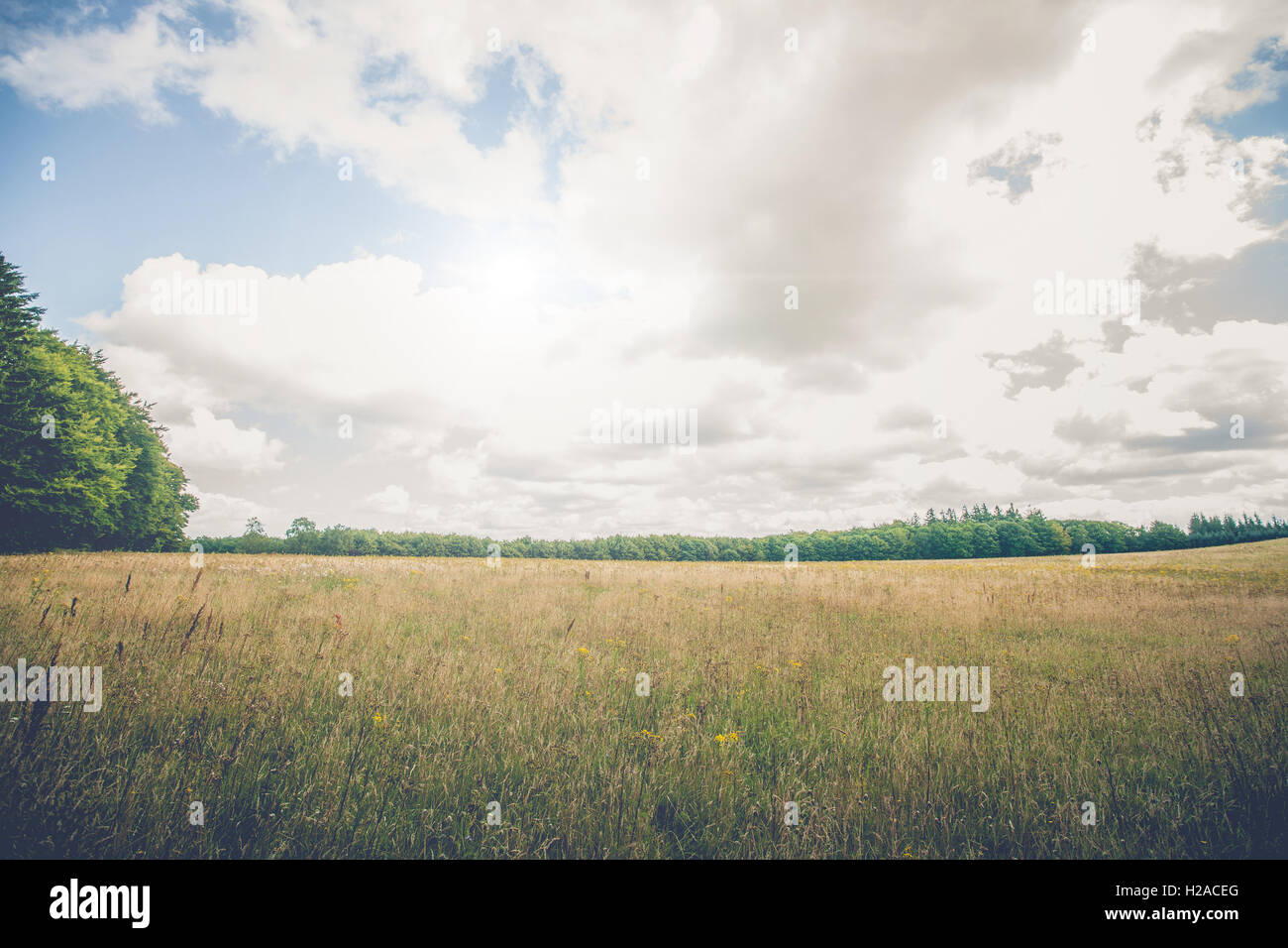 Rural landscape with wildflowers on a meadow Stock Photo - Alamy