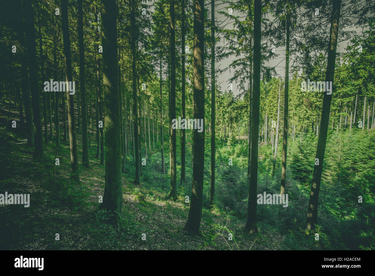 Tall pine trees in a green forest in the summertime Stock Photo - Alamy