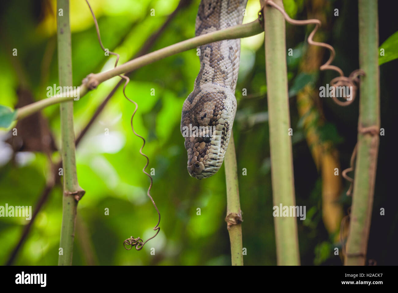 Python in a tree in a tropical jungle Stock Photo