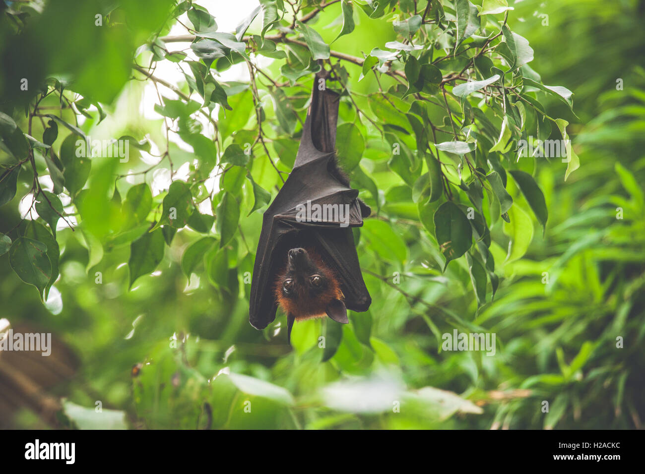 Bat hanging upside down in a green rainforest in daylight Stock Photo