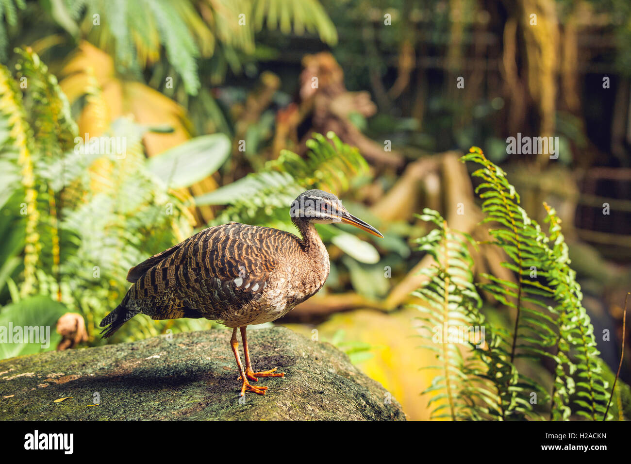 Sunbittern bird standing on a rock in a jungle Stock Photo