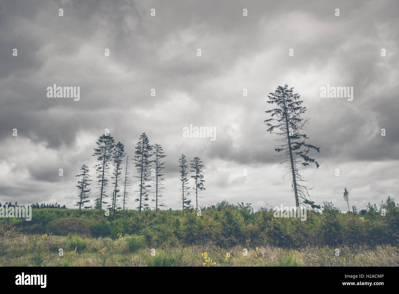 Landscape with tall pine tree silhouettes in dark cloudy weather Stock Photo