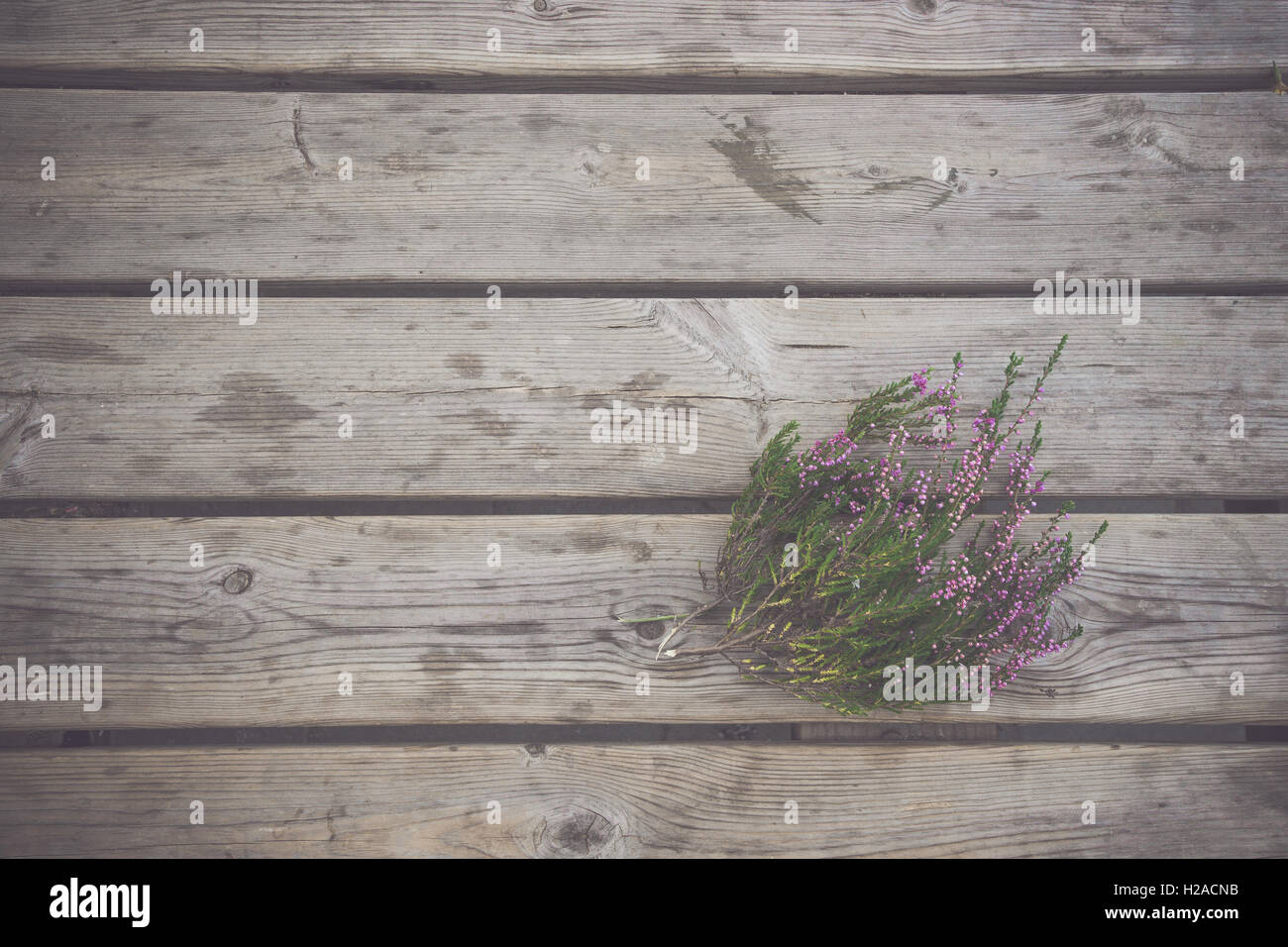 Heather plant with purple flowers on a wooden background Stock Photo