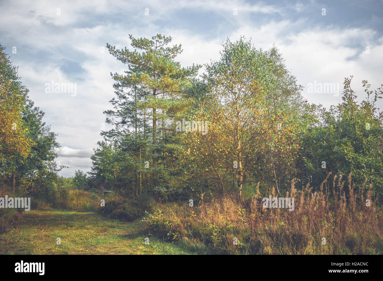 Birch trees in autumn with colorful yellow leaves Stock Photo - Alamy