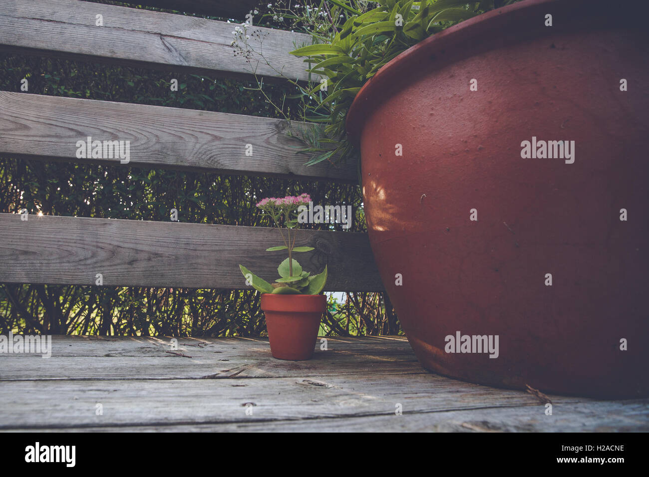 Flower pots in dark red color with summer flowers Stock Photo - Alamy
