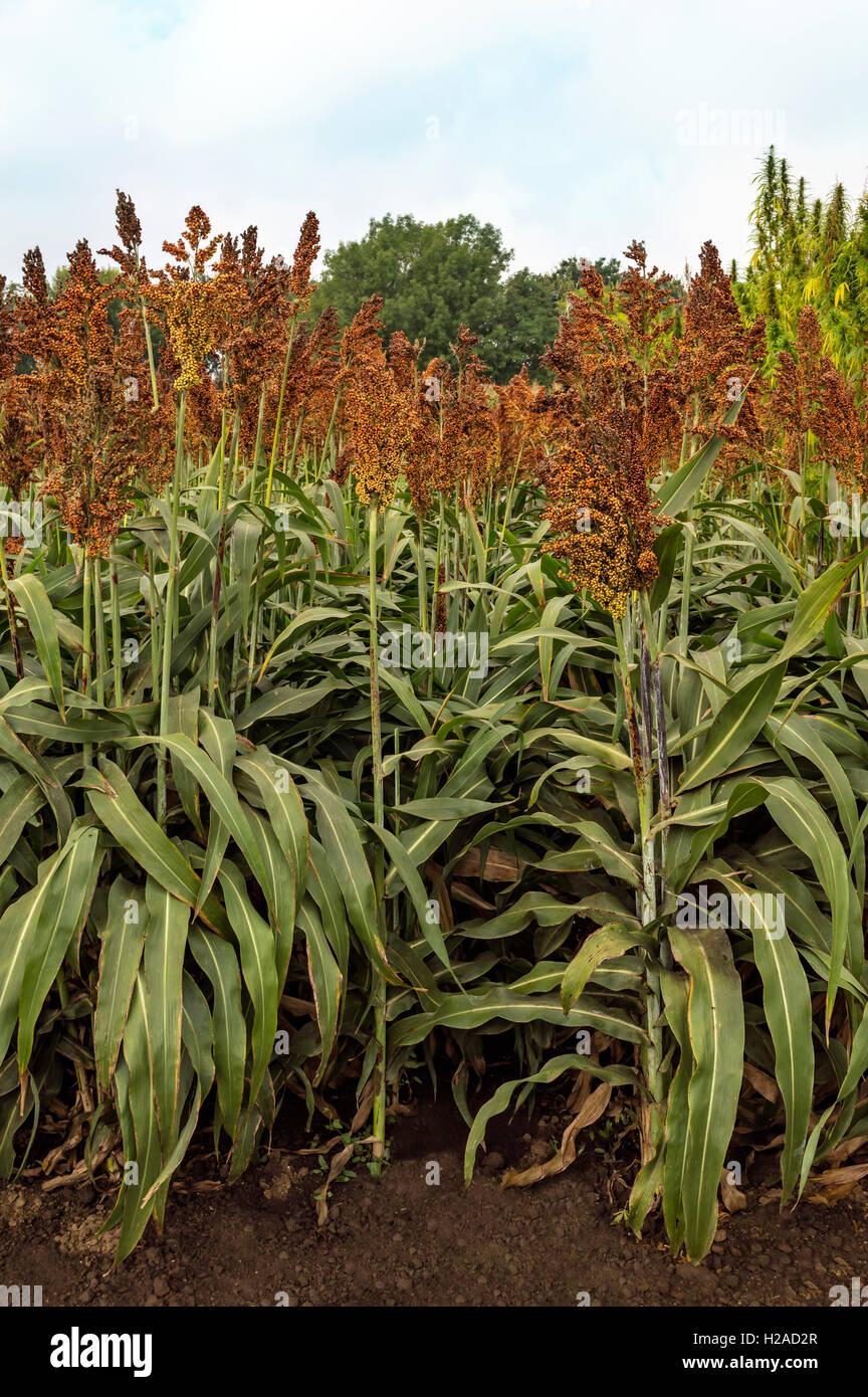Sorghum plantation hi-res stock photography and images - Alamy
