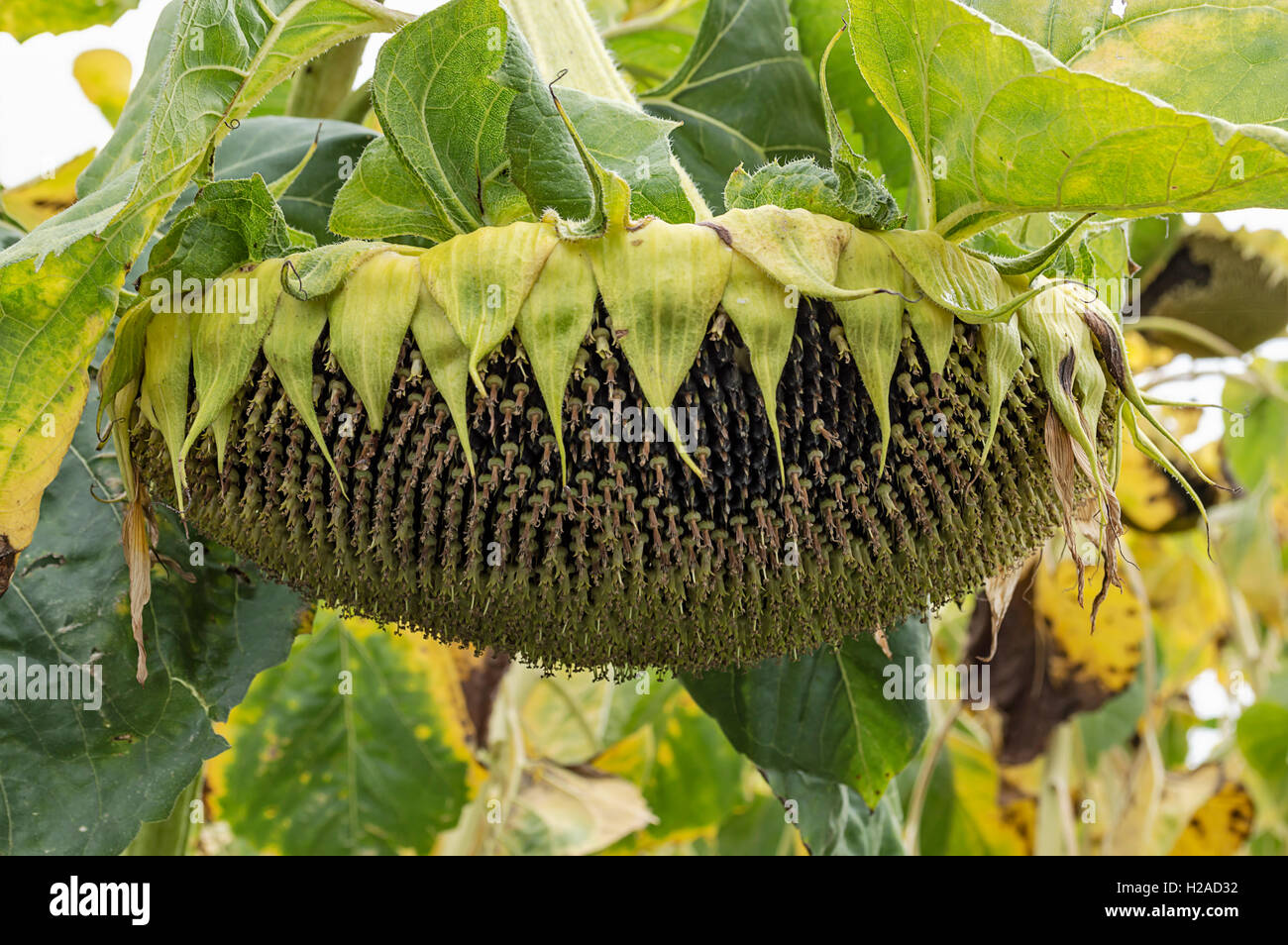 Ripe sunflower in a field ready to be harvested. Agricultural concept. Stock Photo