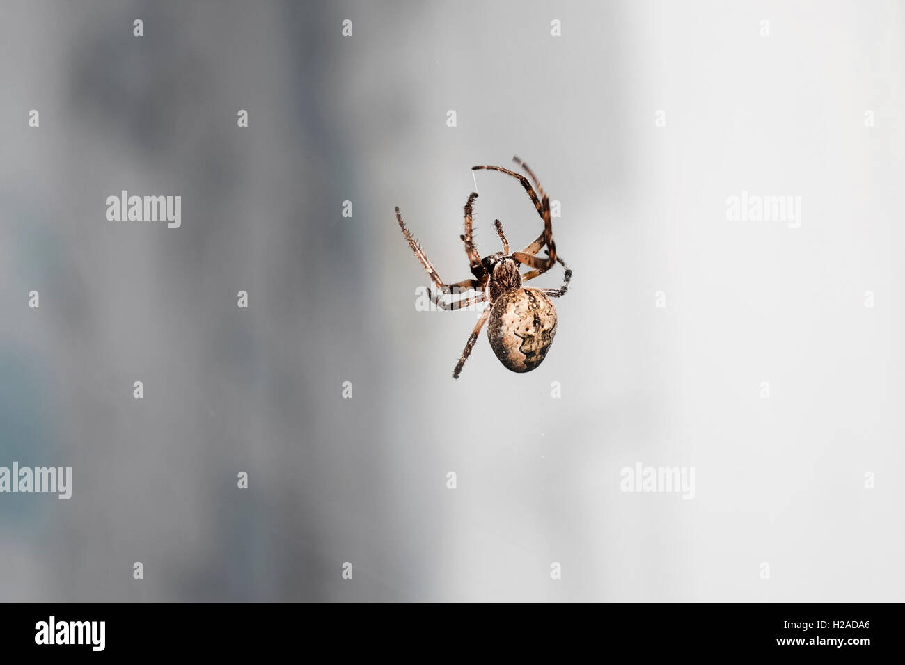 ugly fat spider spinning a web at the window Stock Photo - Alamy