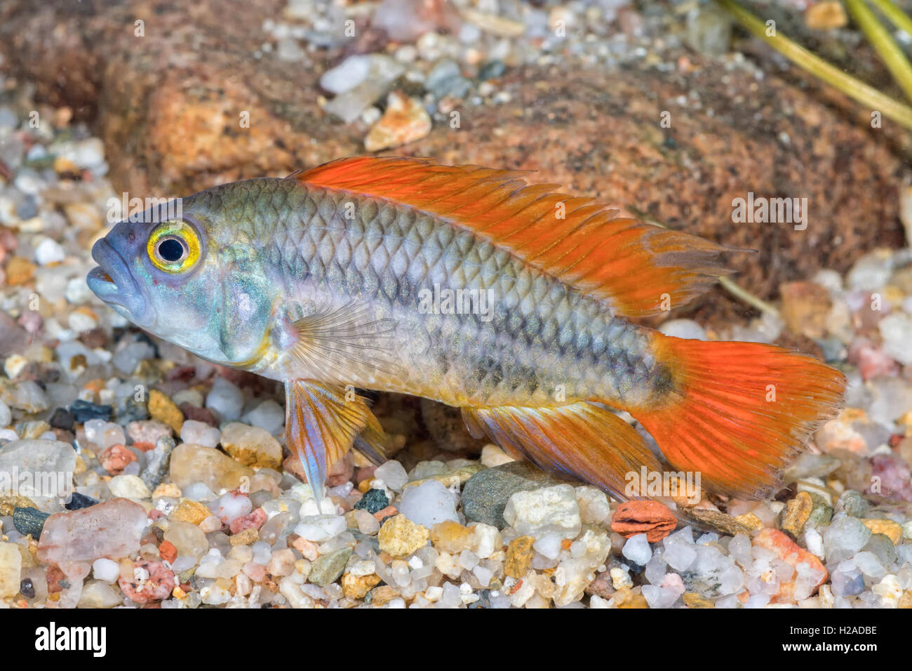 Cichlid fish Apistogramma cacatuoides in a aquarium Stock Photo