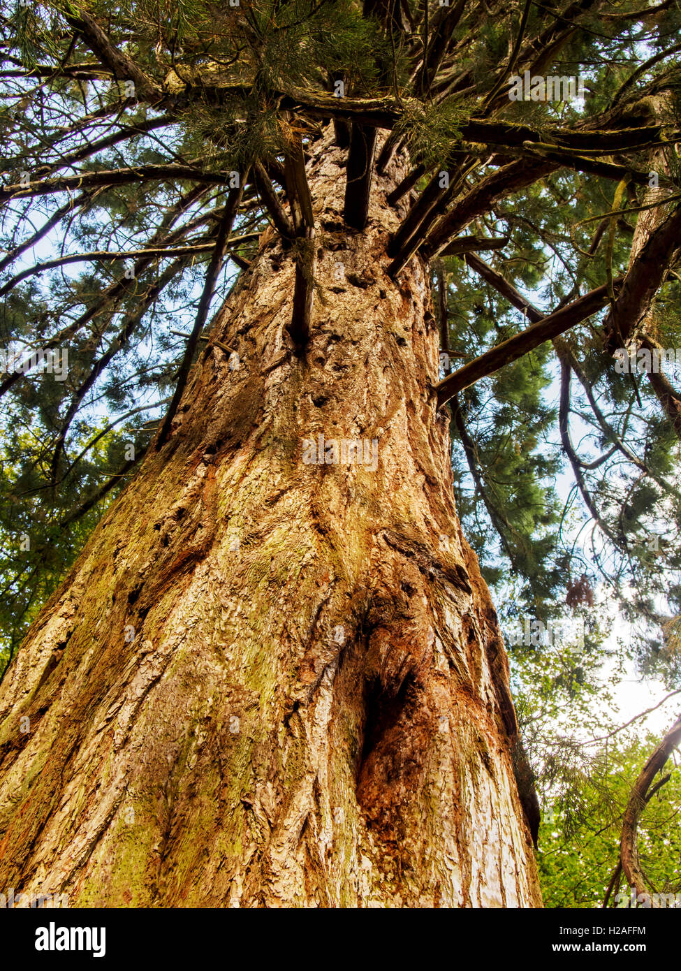 Huge Redwood Tree Part Of The Tall Trees Trail At Blackwater In The Stock Photo Alamy Huge Redwood Tree Part Of The Tall Trees Trail At Blackwater In The Stock Photo Alamy