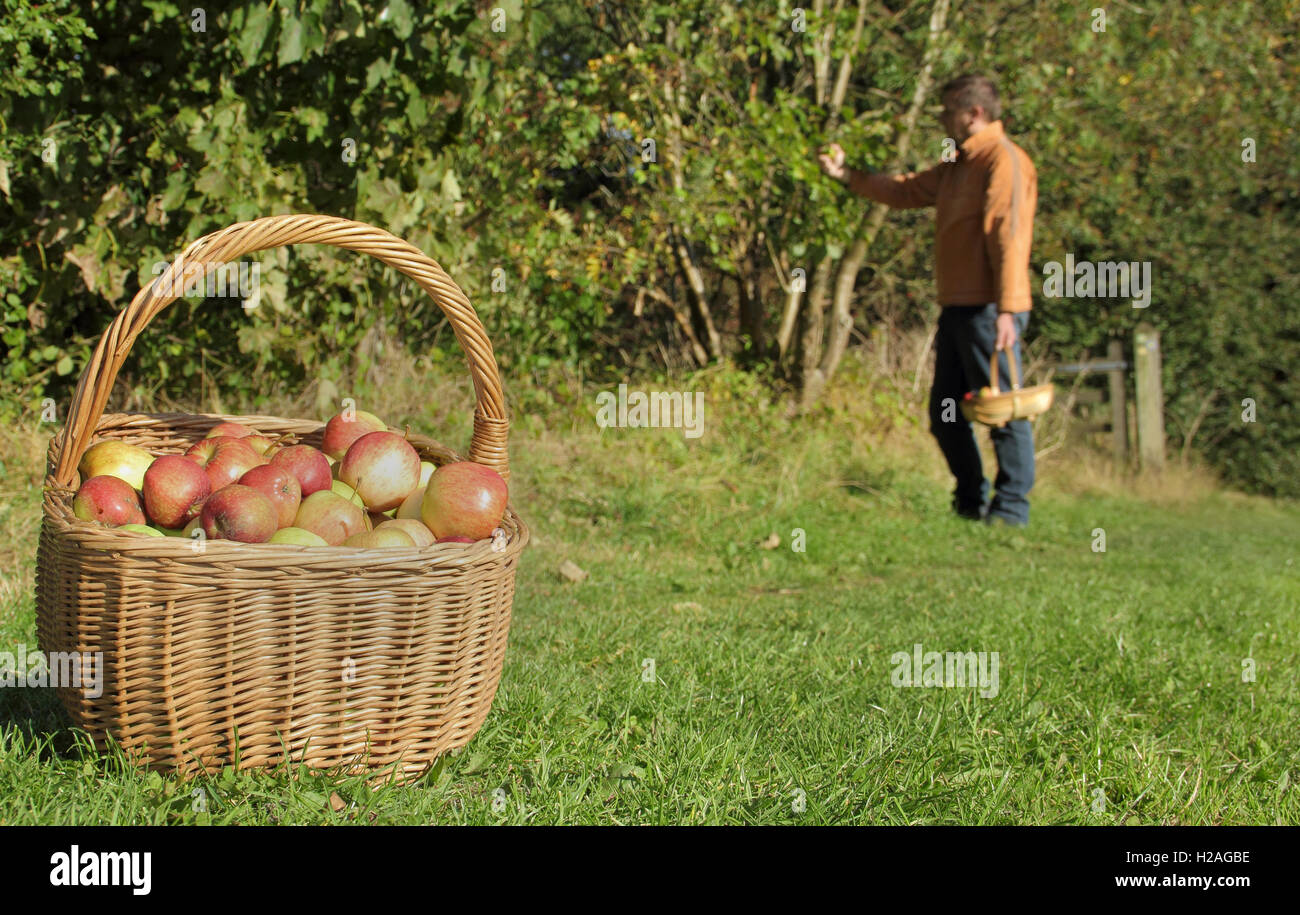 A man harvests apples from a mature hedgerow apple tree on a sunny, warm day in late September, England, UK Stock Photo