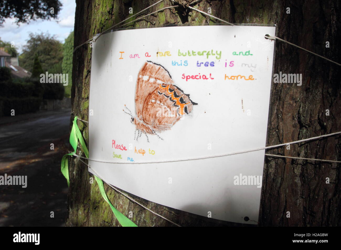 A poster on the trunk of a mature elm tree in Nether Edge, Sheffield alerts passers-by that the tree hosts rare butterflies, UK Stock Photo