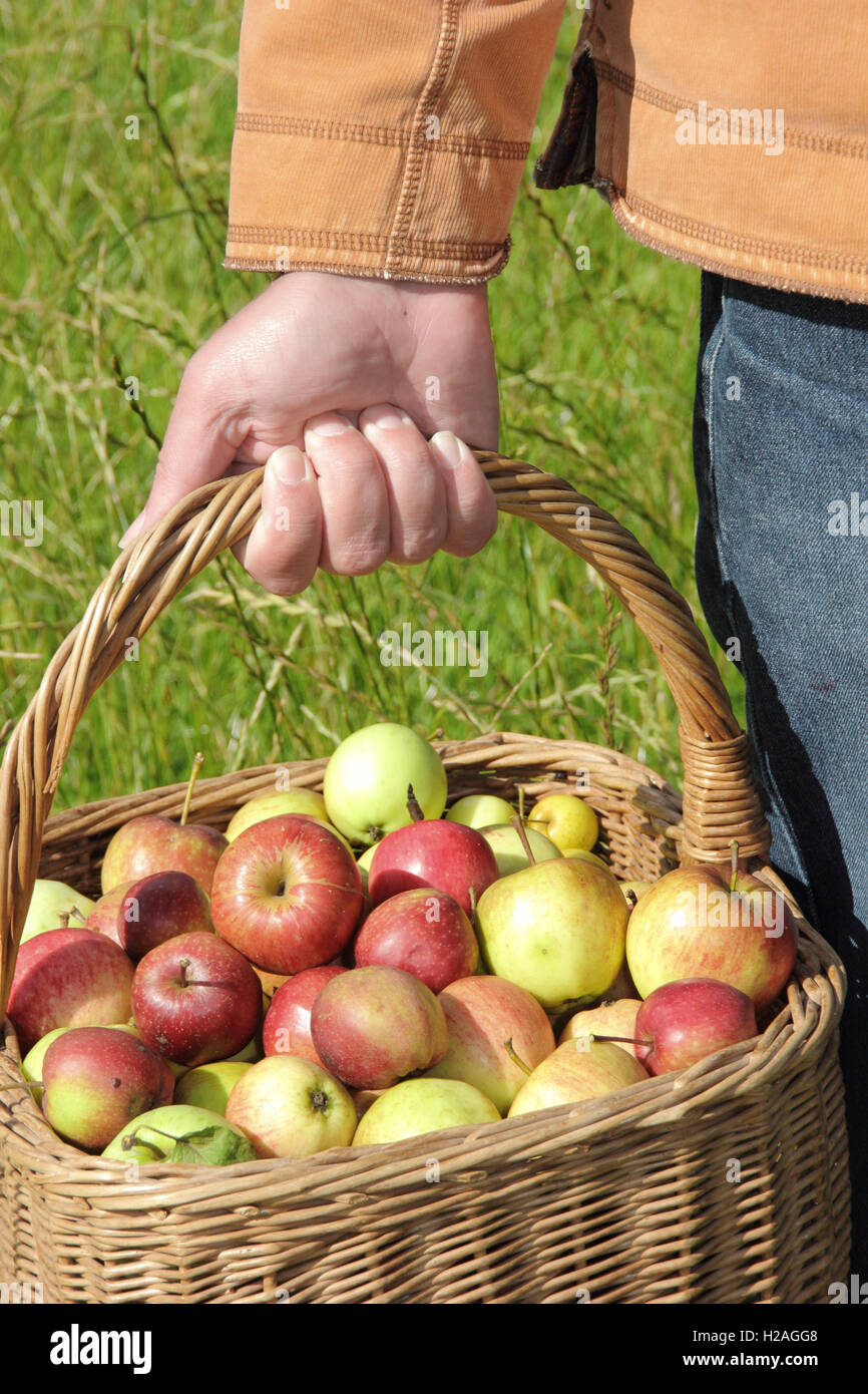 Mature fruit trees hires stock photography and images Alamy