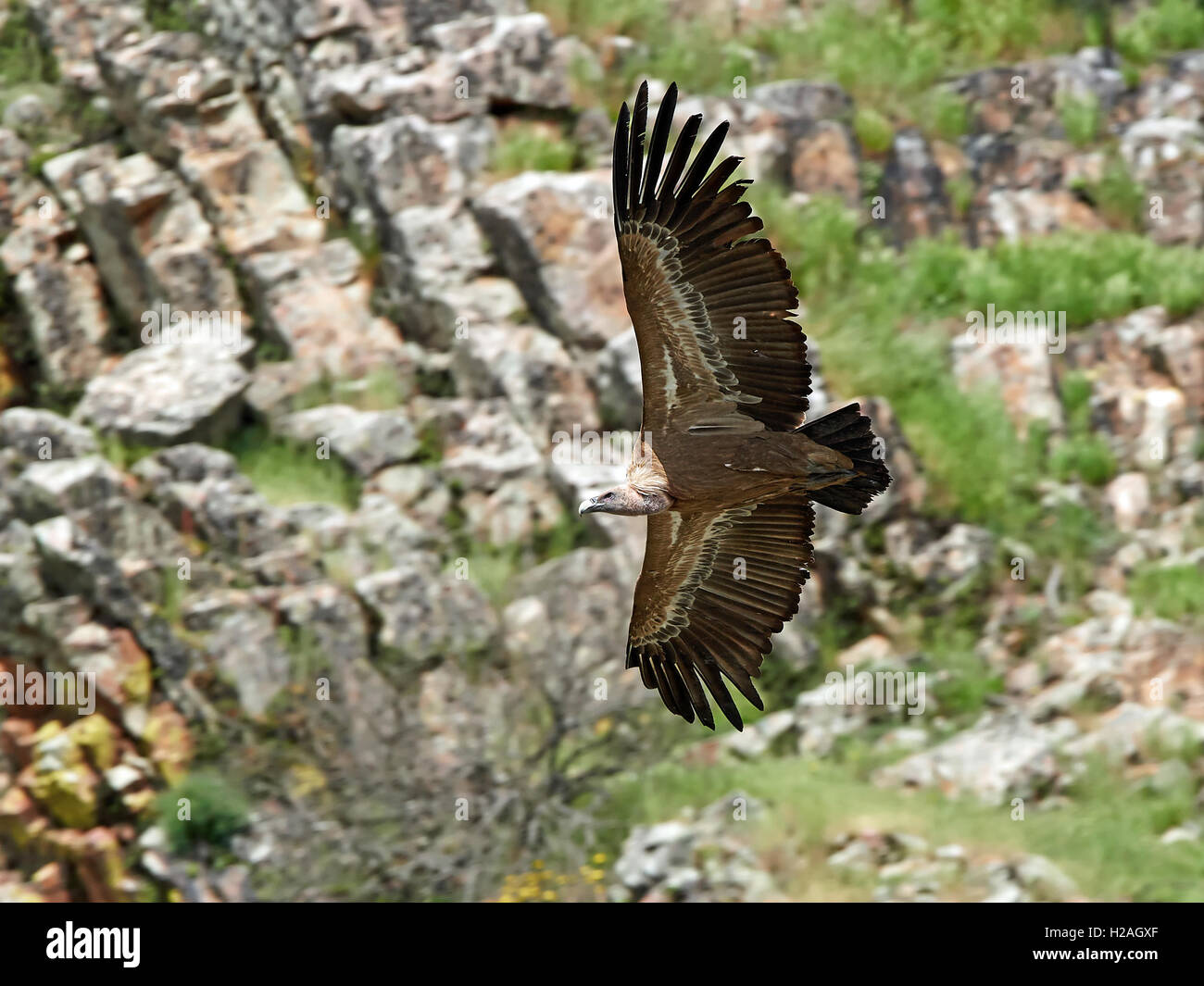 Griffon vulture in flight with cliffs in the background Stock Photo