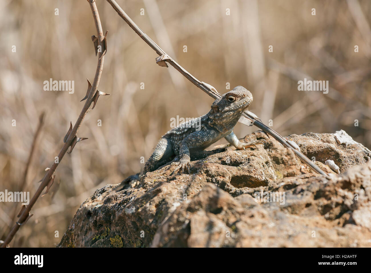Wire lizards hi-res stock photography and images - Alamy