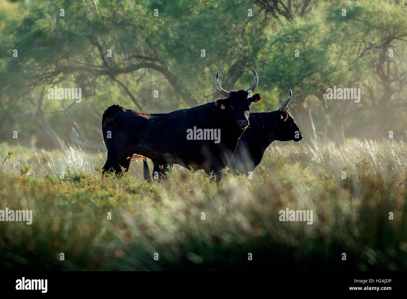 Bulls in the Camargue, France Stock Photo
