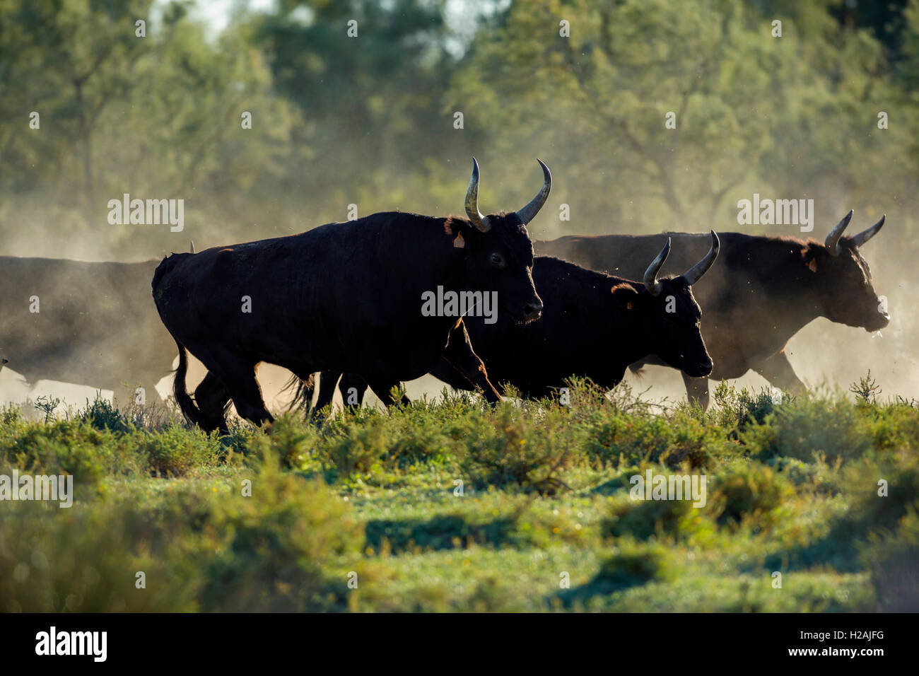 Bulls in the Camargue, France Stock Photo